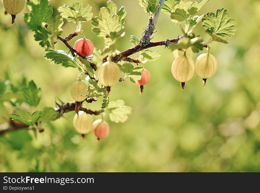 Red Small Fruit on the Tree Branches and Leaves during Daytime