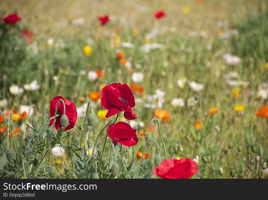 Red Orange and White Roses on a Grassfield during Daytime