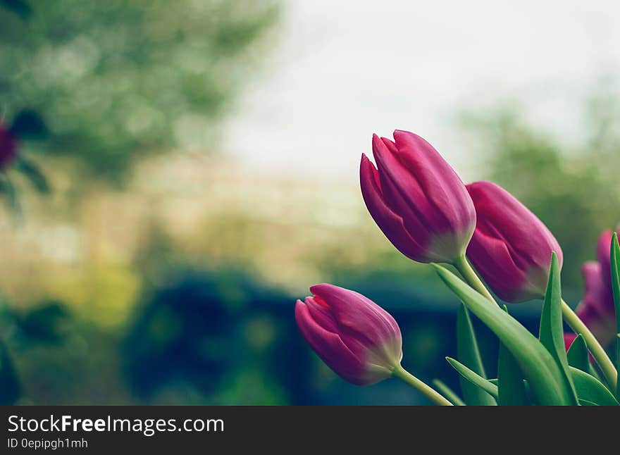 Close Up Photo of Pink Tulips