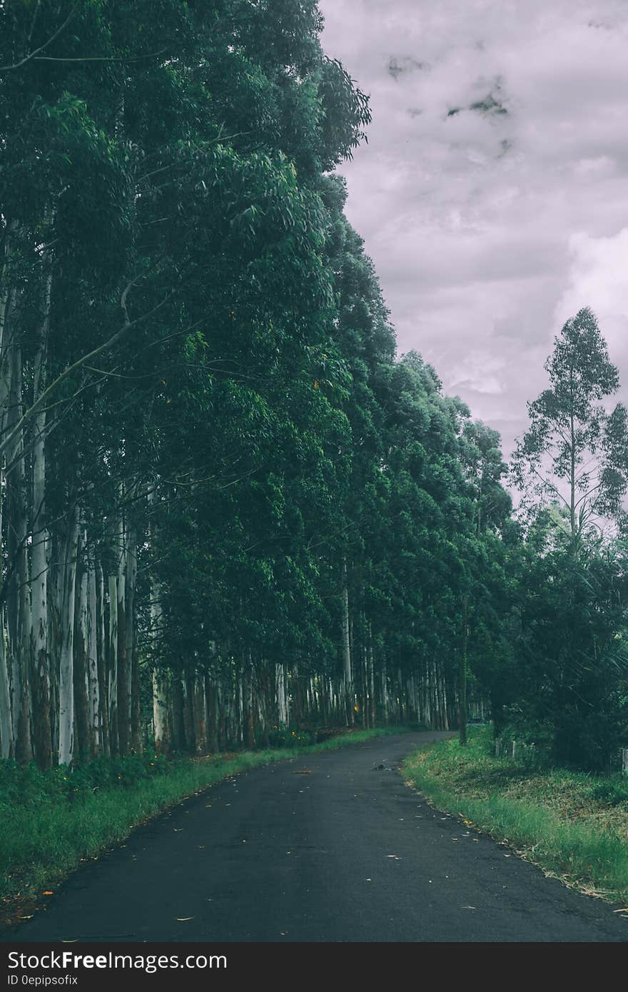 Empty forest pathway on a cloudy day.