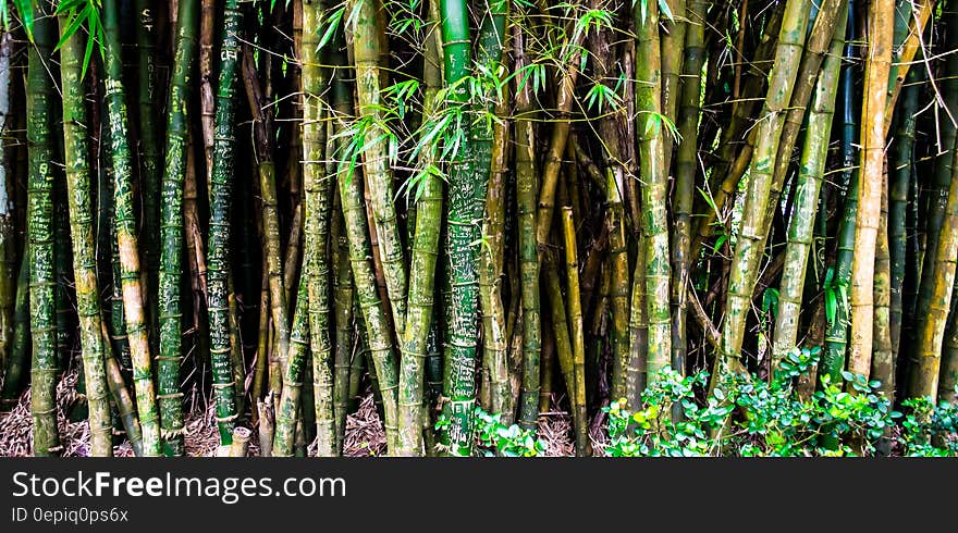 Bunch of Green and Brown Bamboos