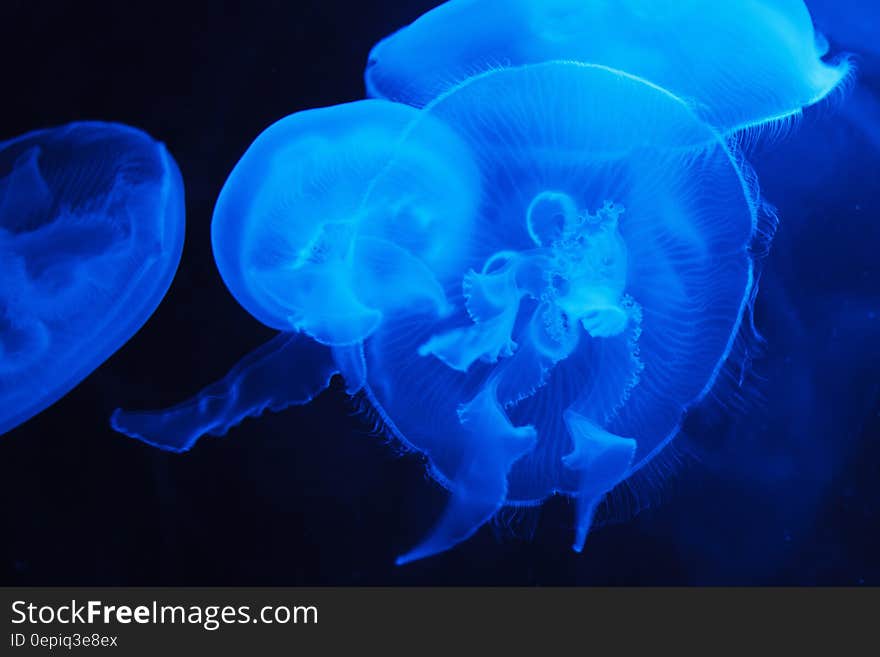 Jelly Fish Under Water