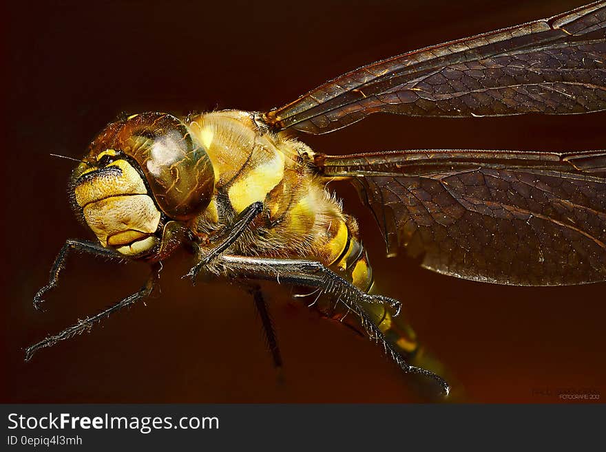 Close Up Photo of Yellow Dragonfly