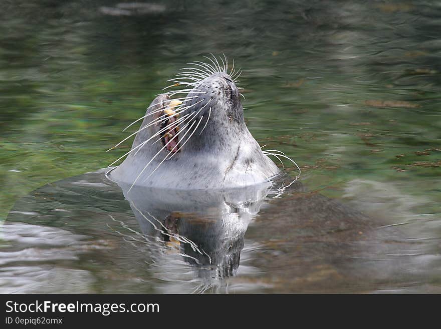 Sea Lion on Water