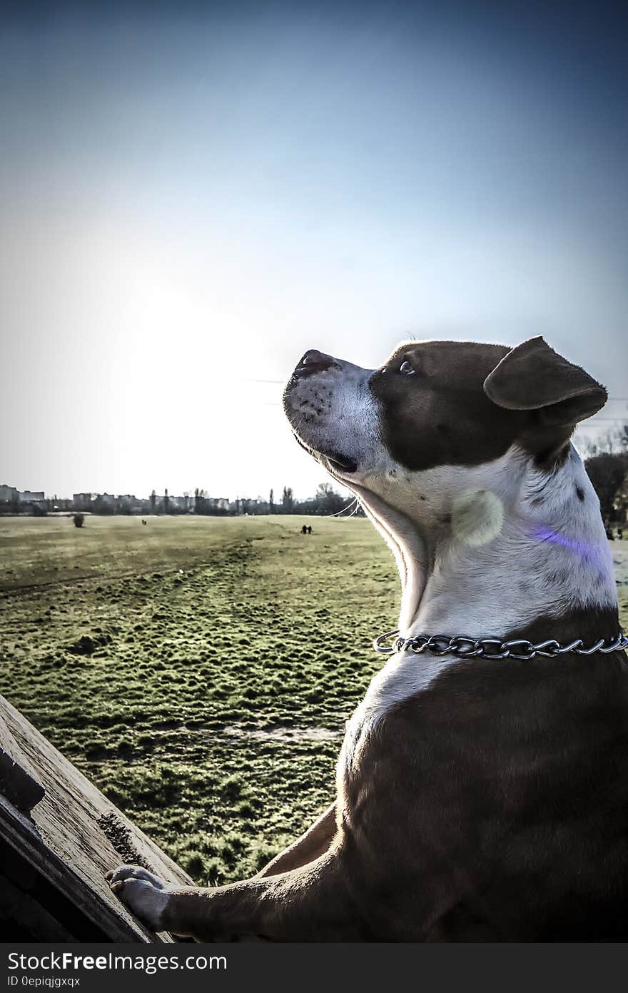 Tan White American Pit Bull Terrier Sitting