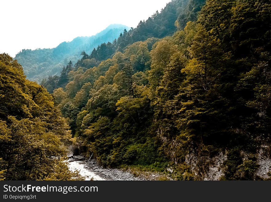 Running Water at the Bottom of the Mountain Covered With Green Trees