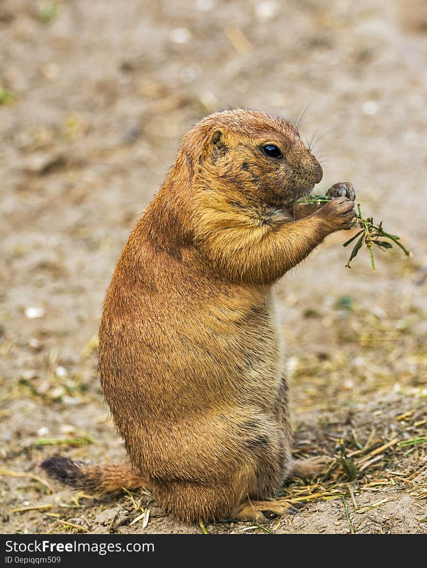 Brown and Black Rodent Eating Green Leaves during Daytime