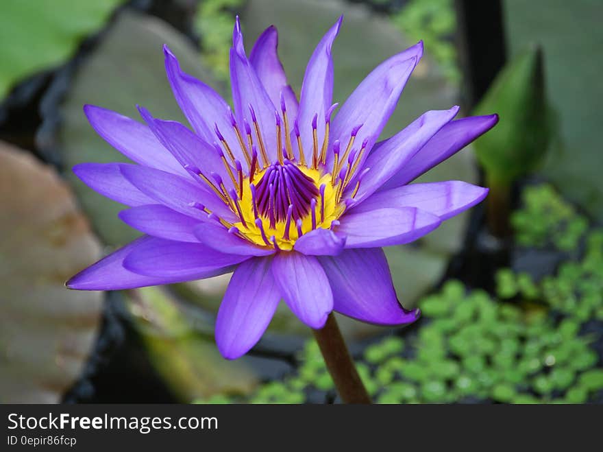 Purple and Yellow Lotus Flower