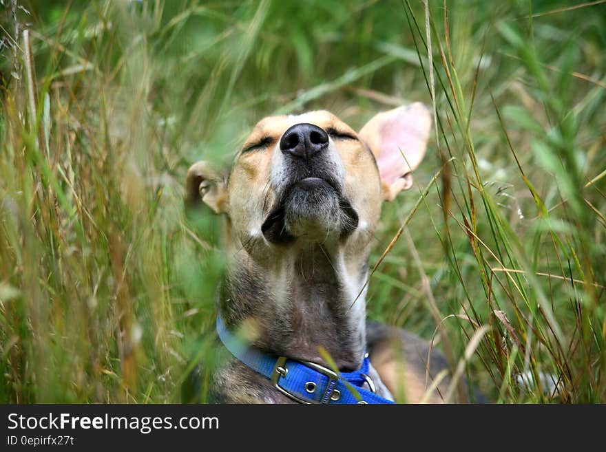 Portrait of dog with blue leash standing in tall green grasses outdoors on sunny day. Portrait of dog with blue leash standing in tall green grasses outdoors on sunny day.