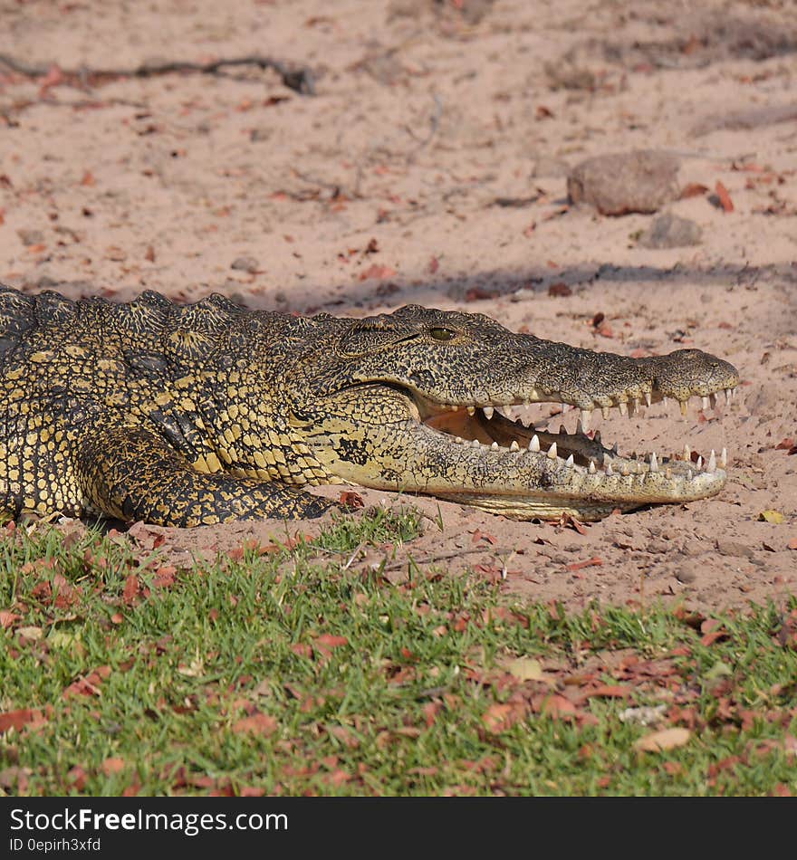 Grey and Yellow Crocodile Crawling With Open Mouth during Daytime