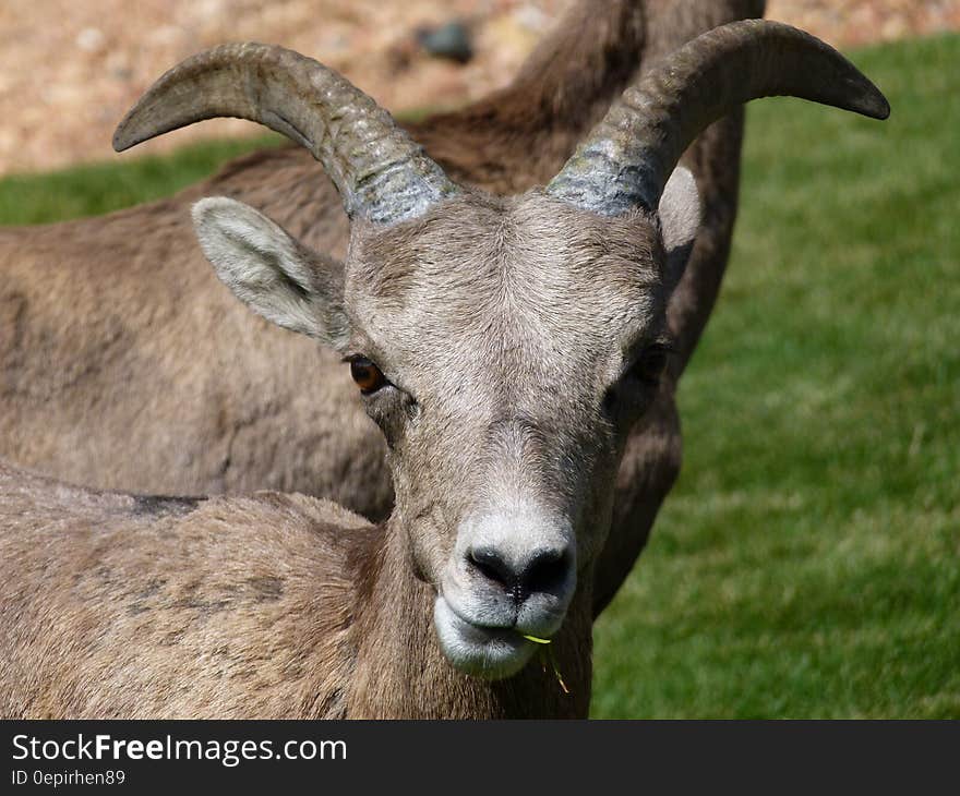 Gray Mountain Goats