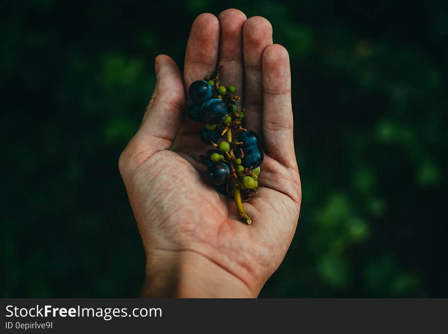 Blue Berries on Sprig Cupped in Human Hand