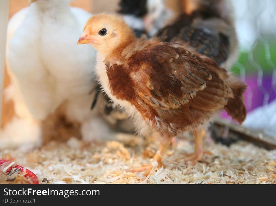 Portrait of baby chicks in cage.