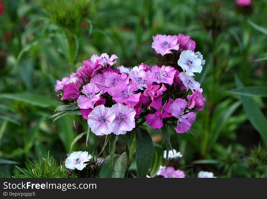 Purple wildflowers in green grass of sunny garden.