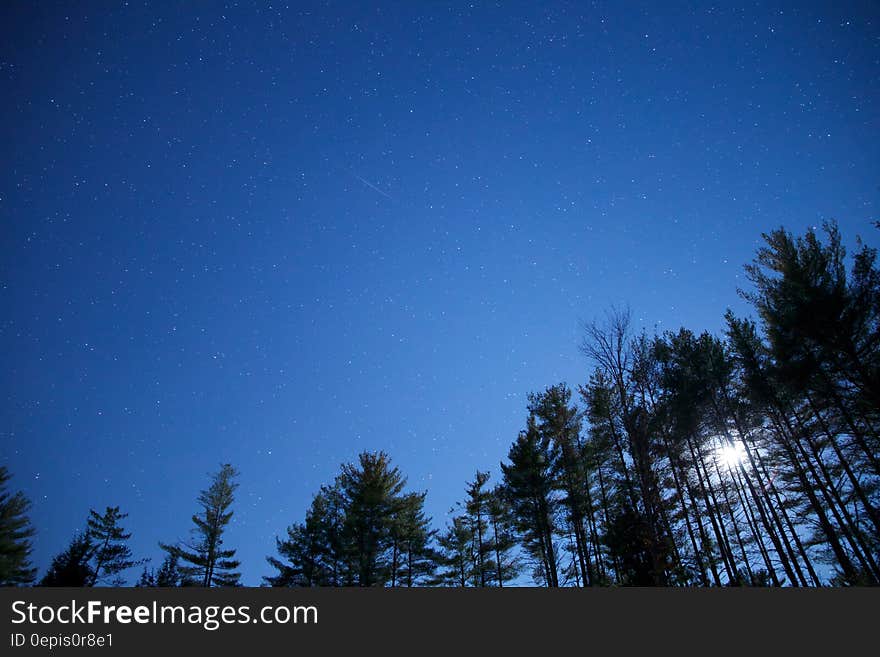 Worm&#x27;s Eye View of Green Trees Under Blue Clear Night Sky