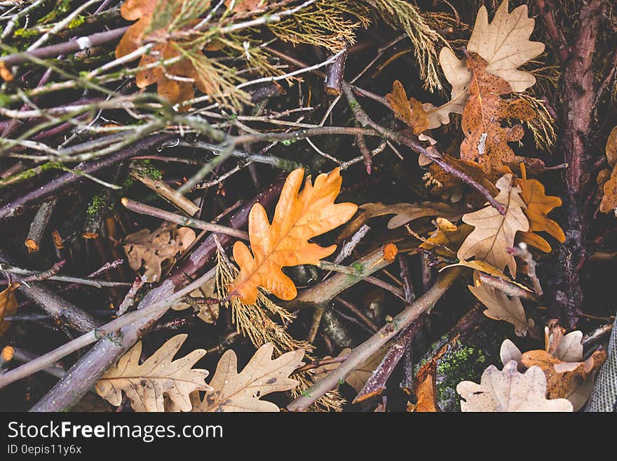 Forest ground with branches and foliage