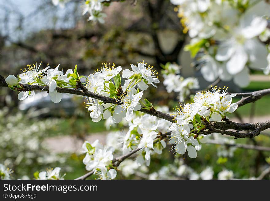 White Green Flowers during Daytime