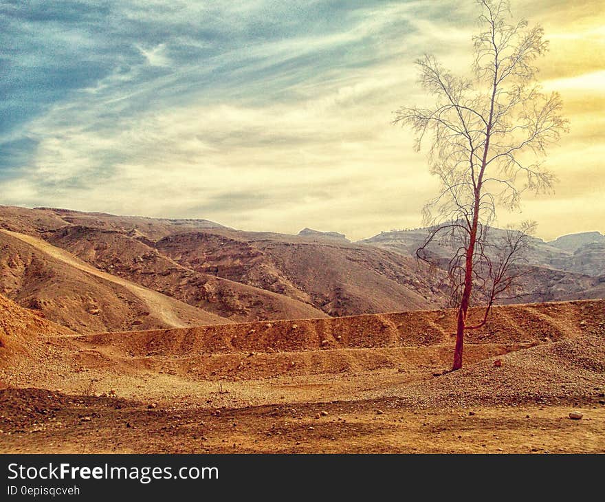 Tree in desert landscape on sunny day.