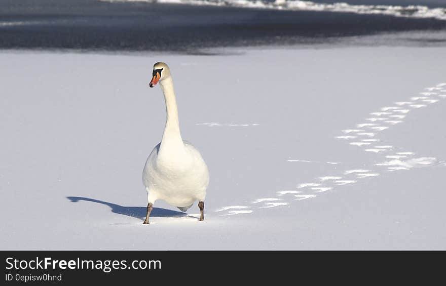 White Duck on White Sand