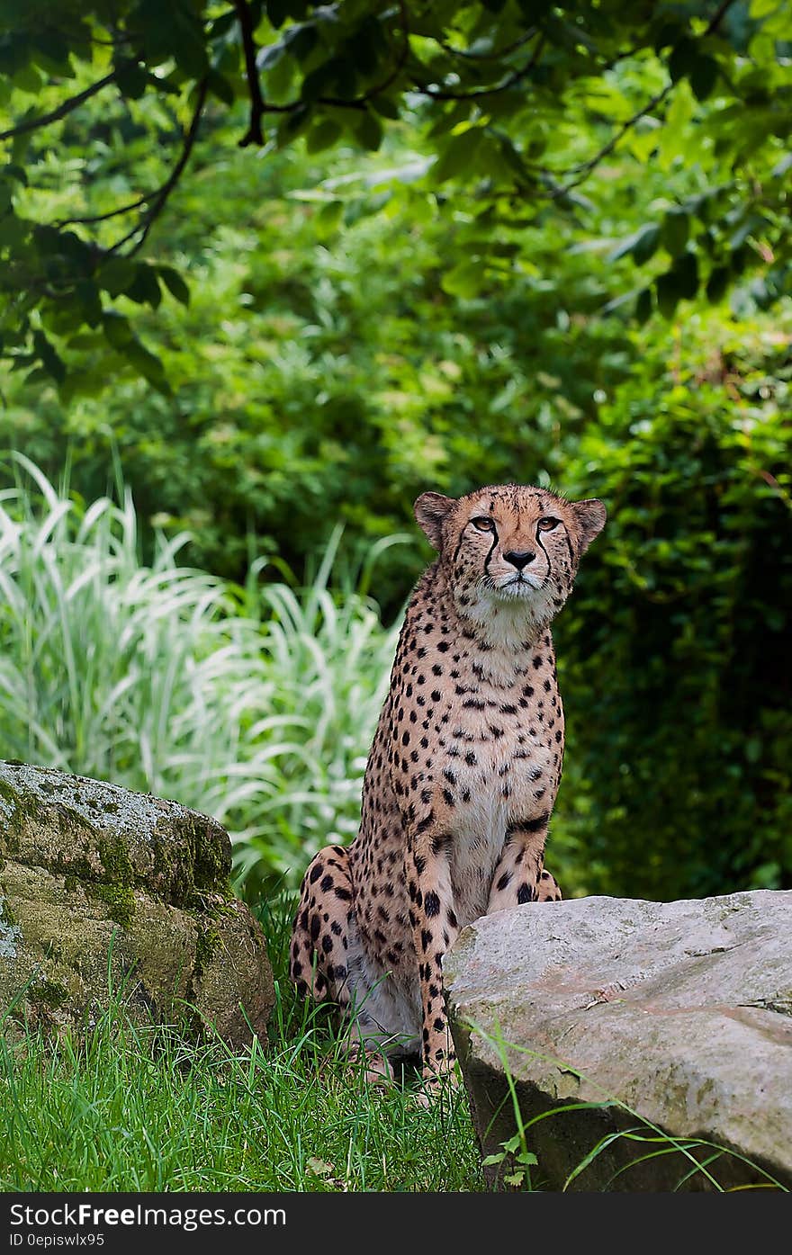 Cheetah Sitting Beside Brown Rocks Near Green Trees during Daytime