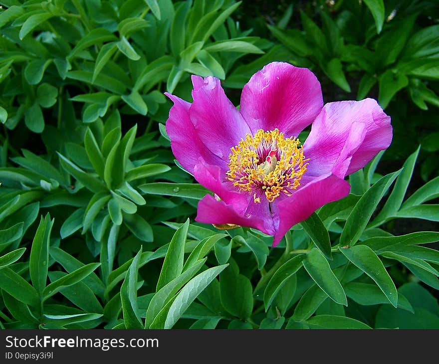 Red Petaled Flower