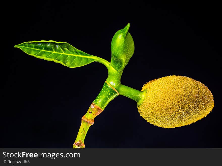 Single Leaf on Plant and Yellow Fruit