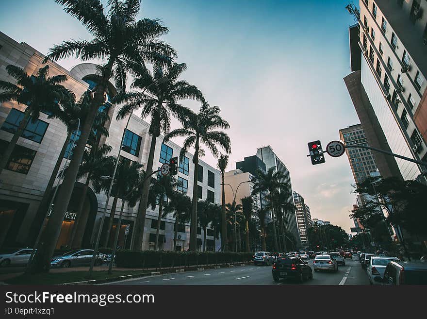 Cars on Road Near Palm Trees