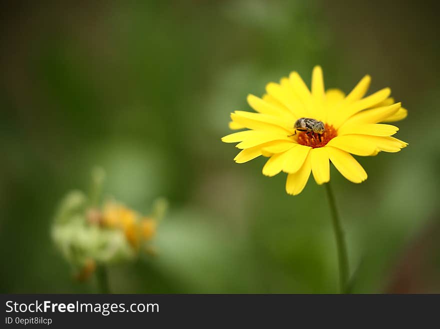 Brown Insect on Yellow Multi Petaled Flower in Macro Shot Photography