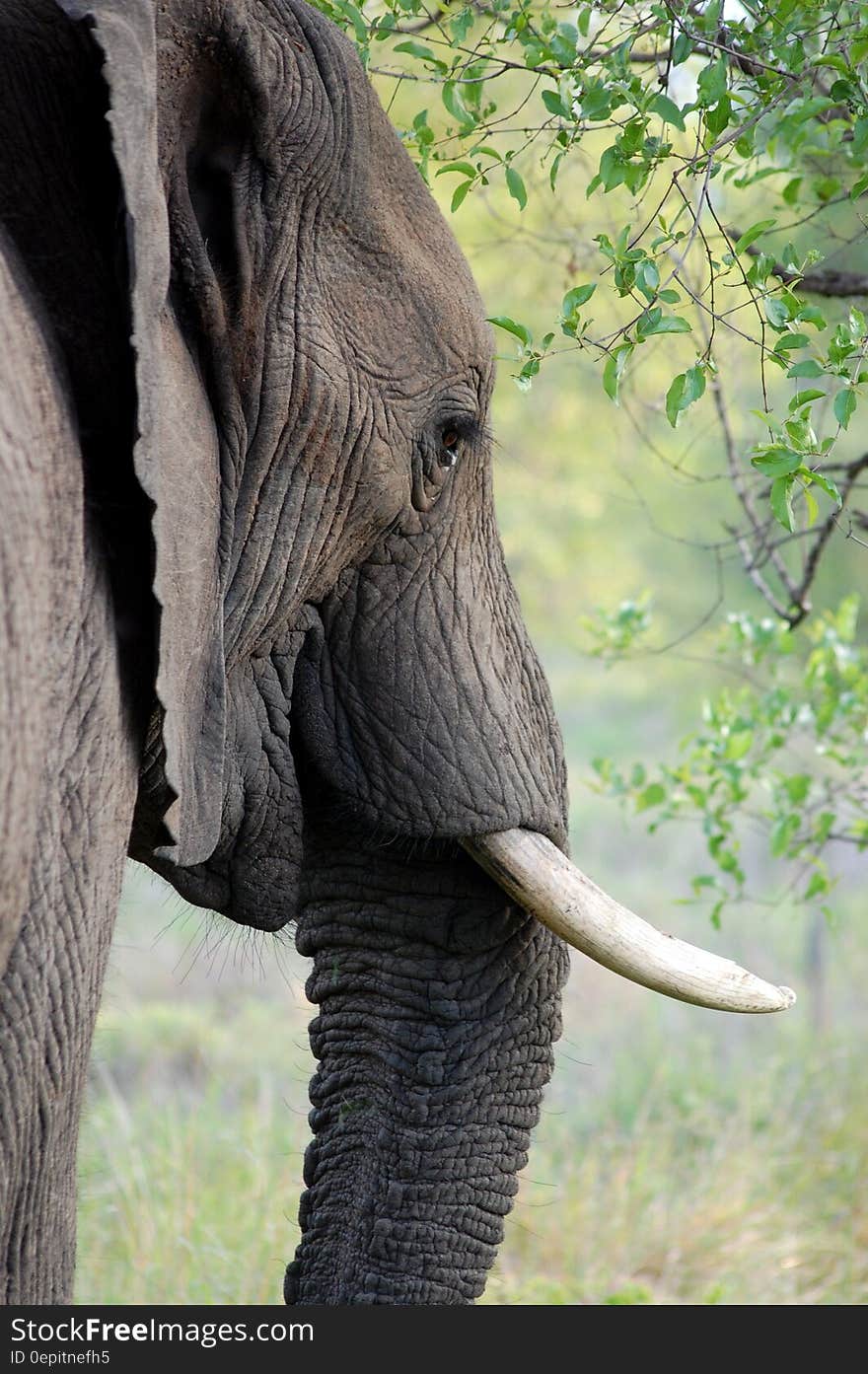 Profile portrait of elephant in green fields.