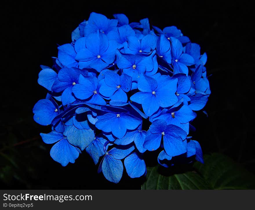 Close up of blue flower on black background.