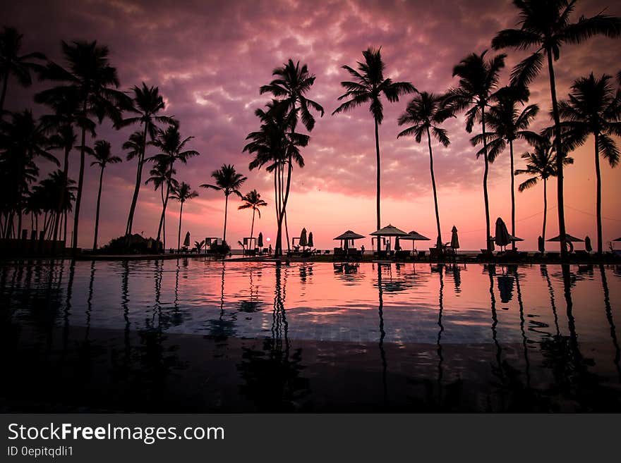 Coconut Palm Tress Beside Calm Lake Silhouette