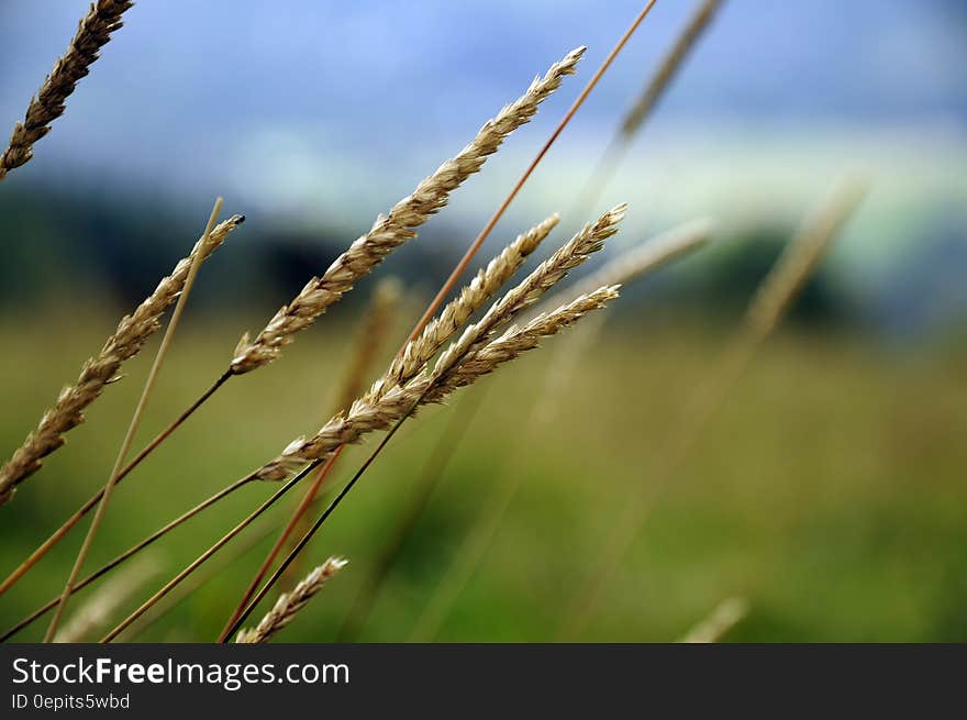 Beige Weeds in a Field of Grass