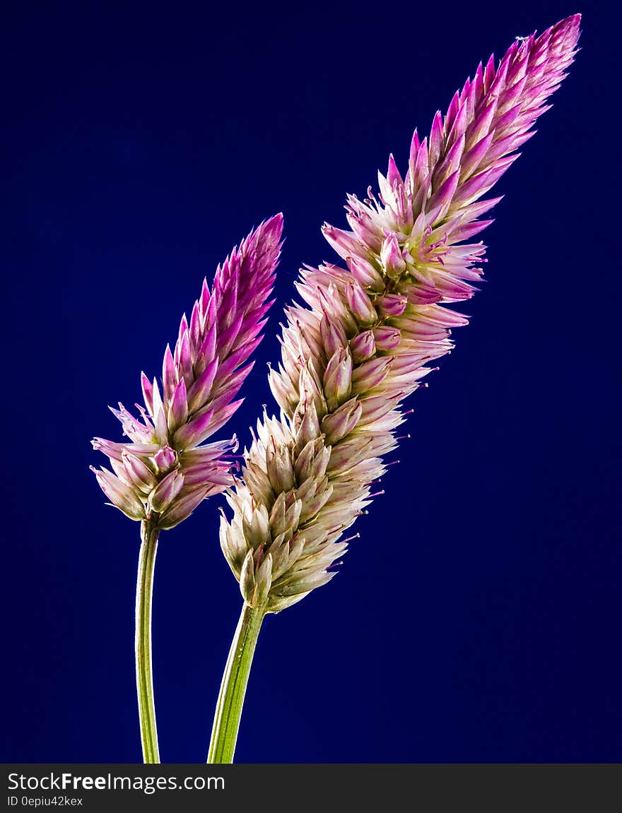 Purple and White Clustered Flower