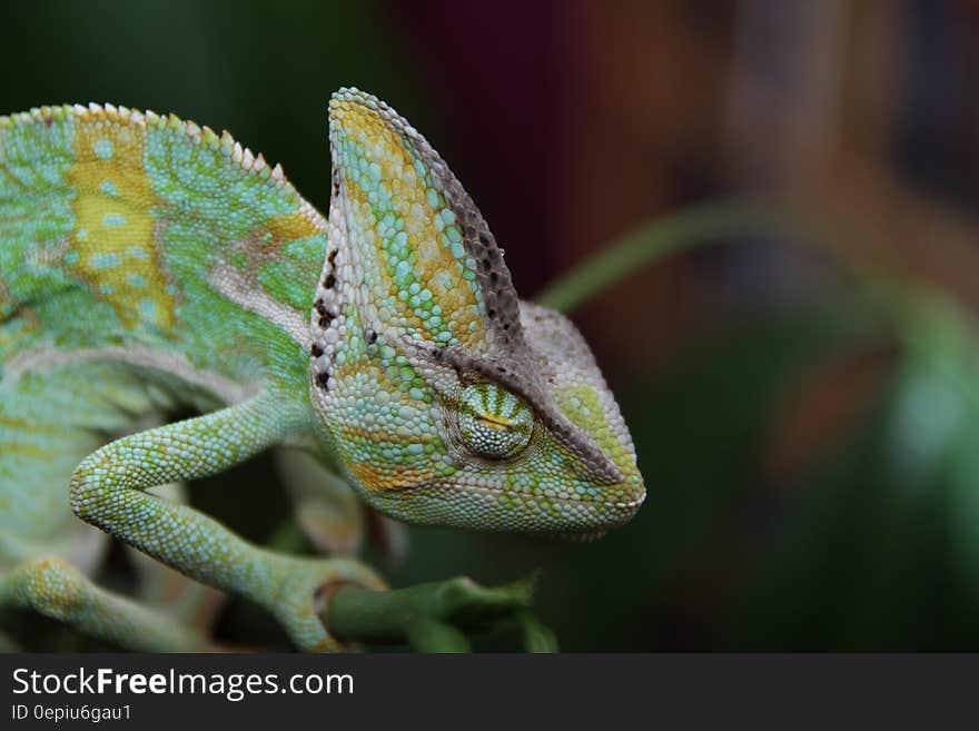 Green Chameleon