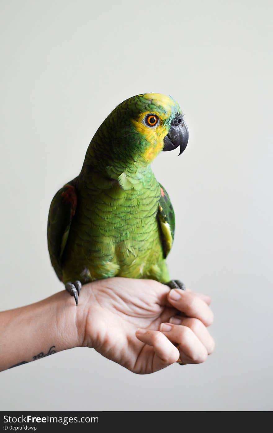 Portrait of green parrot perched on hand indoors. Portrait of green parrot perched on hand indoors.