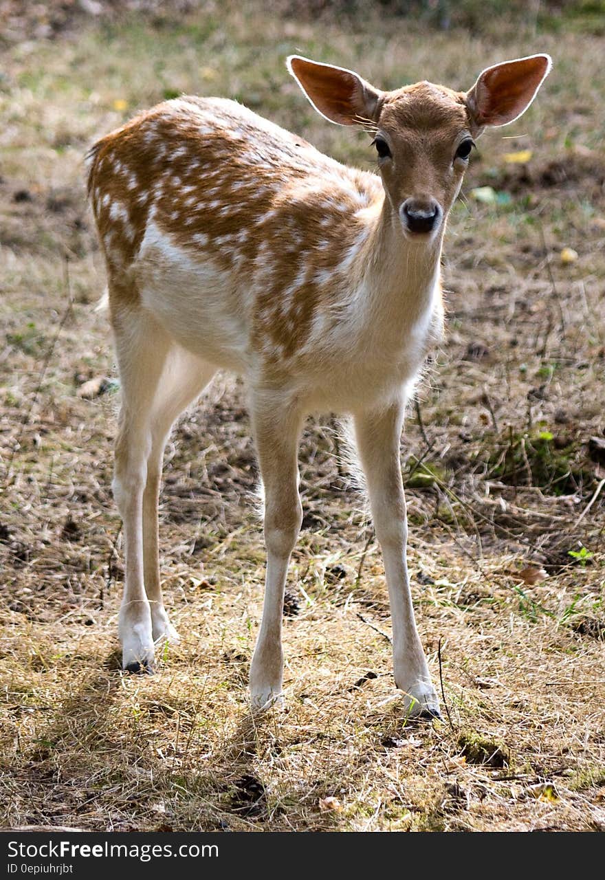 Tan Fawn in Grassy Area