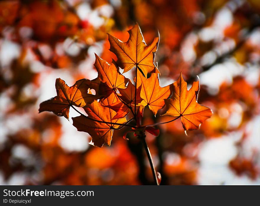 Orange and Brown Leaf