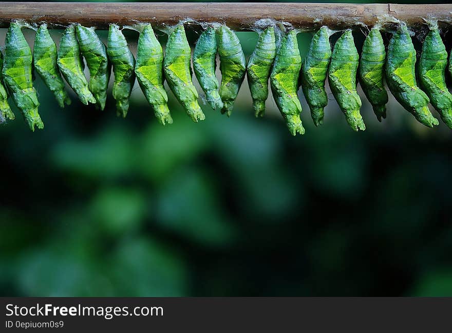 Green Cocoons on Tree Branch