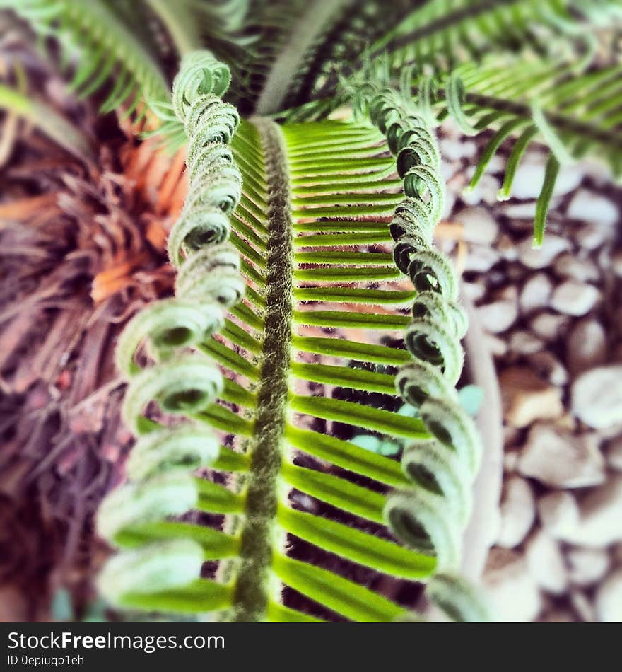 Green Plant Above Pebbles