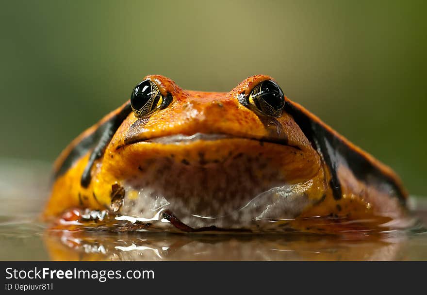 Orange and Black Frog