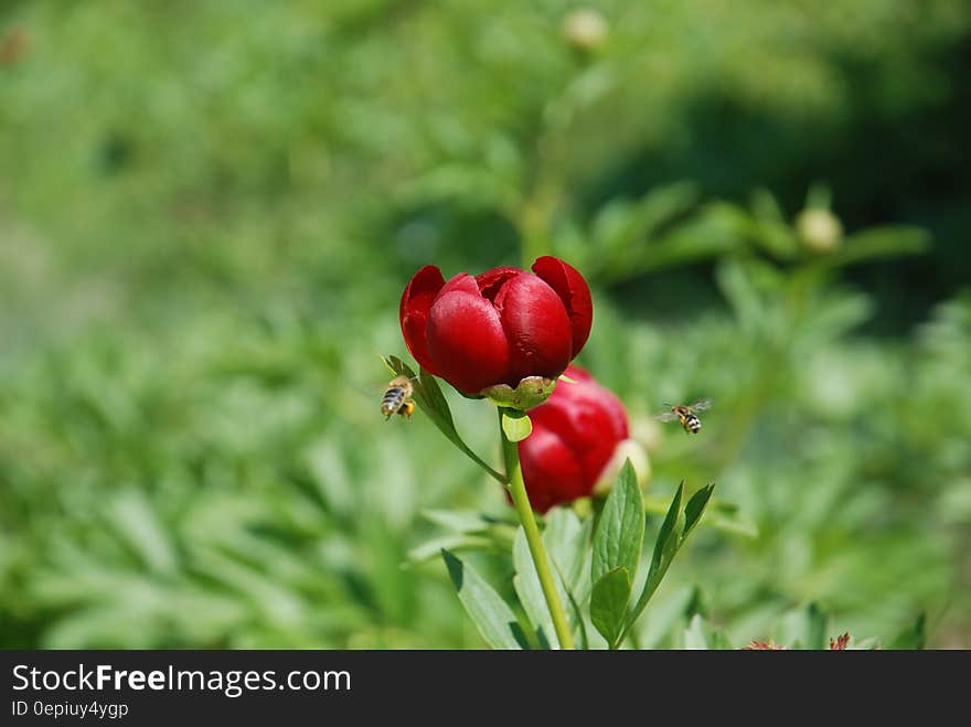 Focused Photography of a Red Petaled Flower With Bees Flying Near It