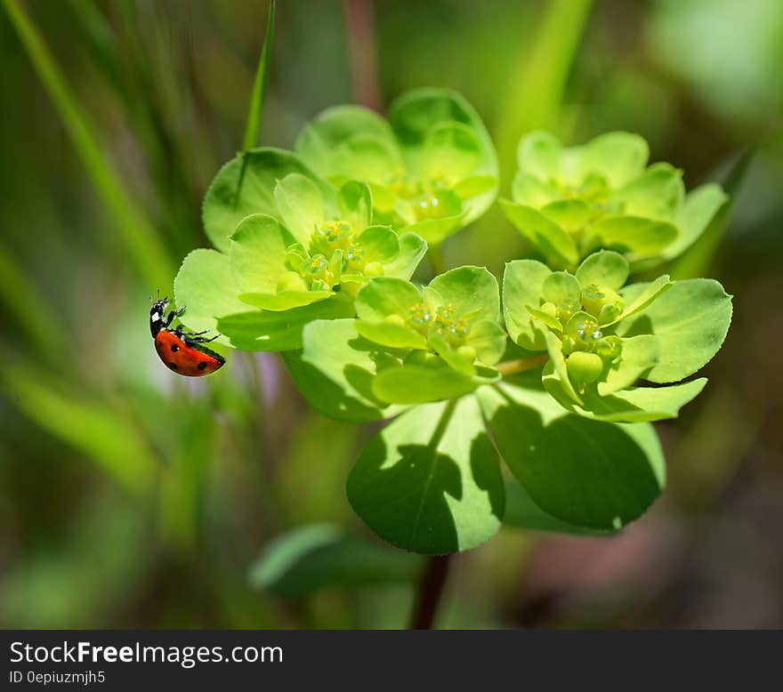 Red and Black Bug on Green Leaved Plant