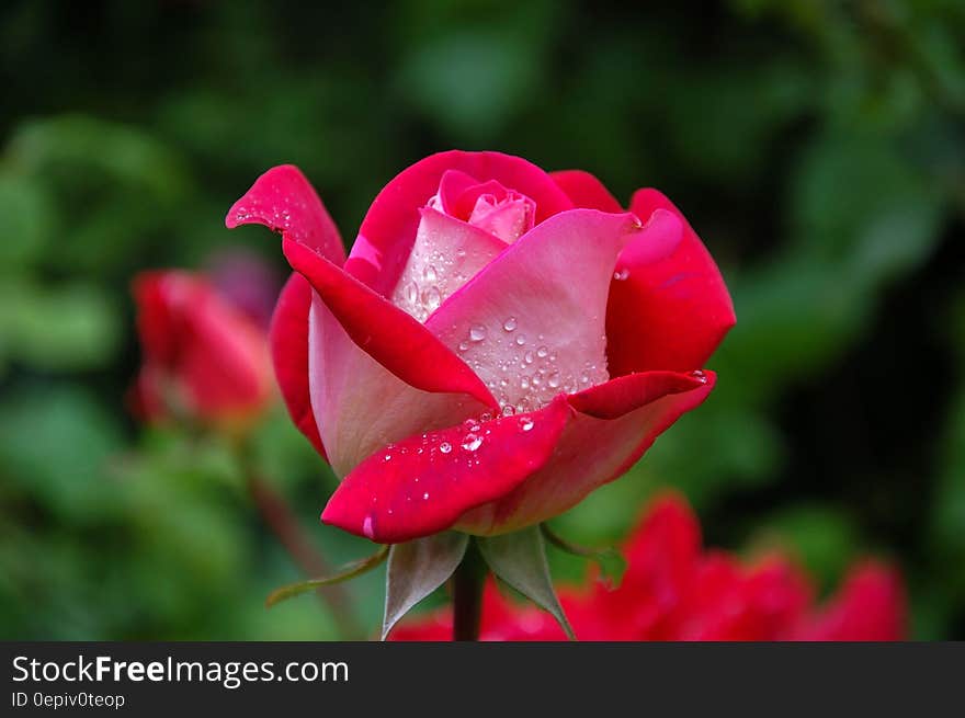 Close Photography of Red and Pink Rose