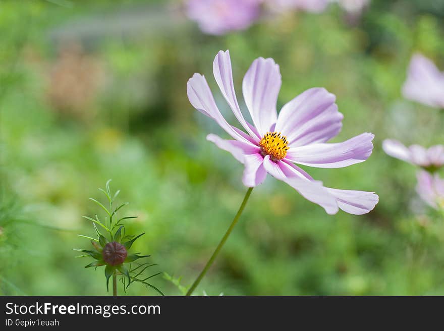 Purple and Yellow 8 Petal Flower