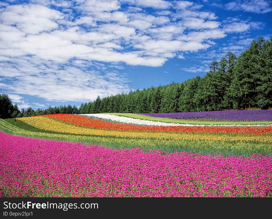 Red Yellow and Orange Flower Field