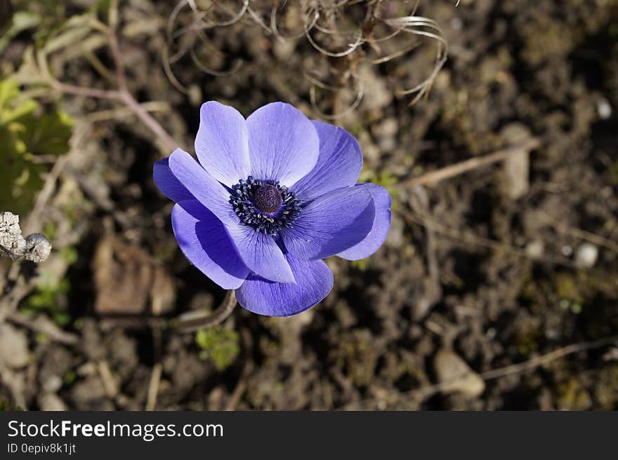 Close up of purple flower in sunny garden. Close up of purple flower in sunny garden.