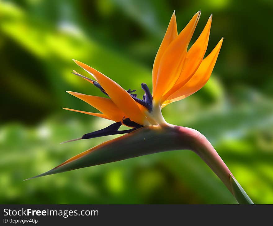 Macro Photography of Orange Flower