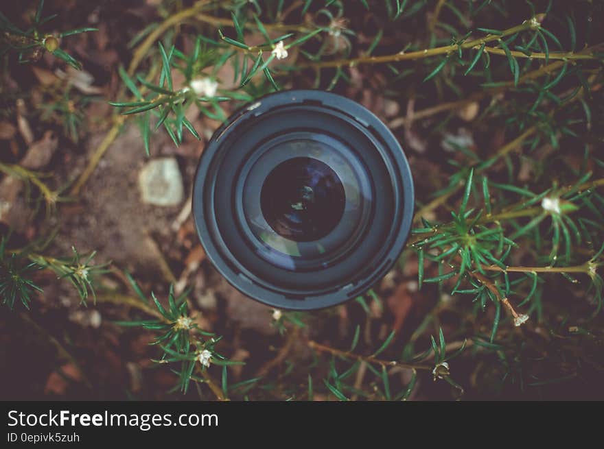 Black Dslr Camera Lens in Green Leaf Plant