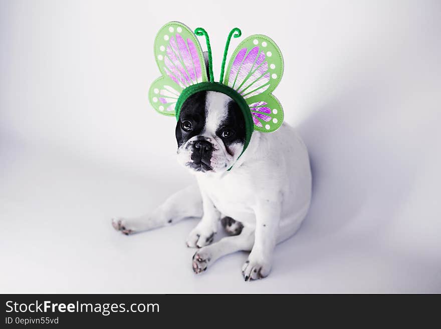 White and Black Short Coat Small Dog Wearing a Green Butterfly Head Band