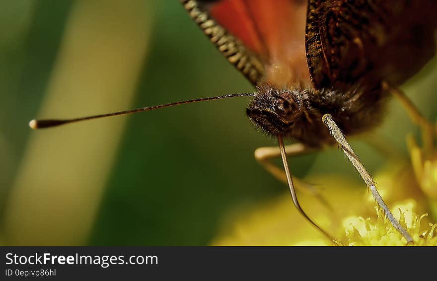 Close Up Photo of Black Winged Insect